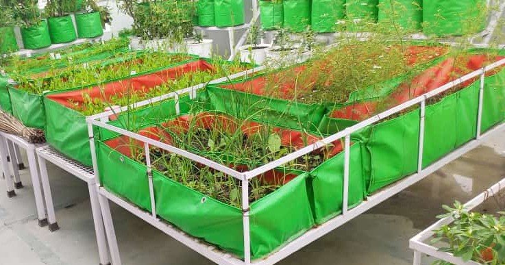 Gardening Enthusiast